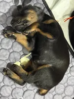 Cara (white collar) AKC, a female Doberman Pinscher for sale in Redfield, AR – 21 of 21