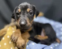 AKC Finn (orange collar) , a male Doberman Pinscher for sale in Redfield, AR – 7 of 9