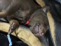 Boba (red collar) AKC, a male Doberman Pinscher for sale in Redfield, AR – 15 of 15