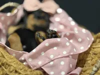   AKC Rose (pink collar), a female Doberman Pinscher for sale in Redfield, AR – 2 of 10