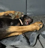 Rose  (Pink collar), a female Doberman Pinscher for sale in Redfield, AR – 3 of 4