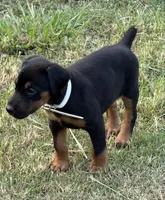AKC Cara (white collar) , a female Doberman Pinscher for sale in Redfield, AR – 5 of 9