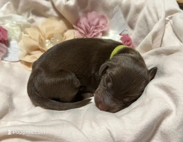 Padme (lime green collar) – Doberman Pinscher puppy for sale in Redfield, AR