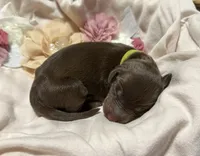 Padme (lime green collar), a female Doberman Pinscher for sale in Redfield, AR – 1 of 1