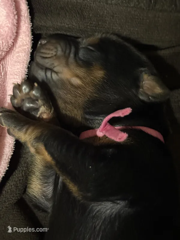 Rose  (Pink collar) – Doberman Pinscher puppy for sale in Redfield, AR