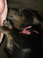 Rose (pink collar) AKC, a female Doberman Pinscher for sale in Redfield, AR – 1 of 14