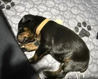 Han (brown collar) AKC, a male Doberman Pinscher for sale in Redfield, AR – 13 of 15