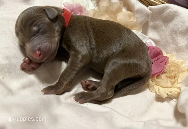 Boba (Red collar) – Doberman Pinscher puppy for sale in Redfield, AR