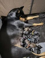 Leia (purple collar), a female Doberman Pinscher for sale in Redfield, AR – 2 of 3