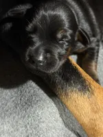 Luke (baby blue collar) AKC, a male Doberman Pinscher for sale in Redfield, AR – 12 of 12