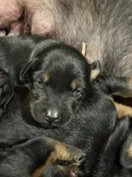 Rose (white collar) AKC, a female Doberman Pinscher for sale in Redfield, AR – 10 of 18