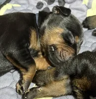 Maul (navy blue collar) AKC, a male Doberman Pinscher for sale in Redfield, AR – 7 of 11