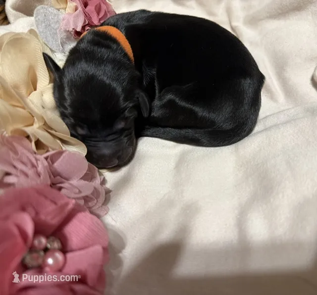 Finn (Orange collar) – Doberman Pinscher puppy for sale in Redfield, AR