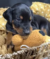 AKC Maul (Black collar), a male Doberman Pinscher for sale in Redfield, AR – 3 of 10