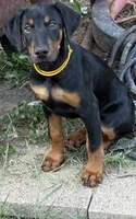 AKC Cara (white collar) , a female Doberman Pinscher for sale in Redfield, AR – 9 of 9