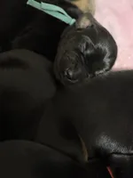 Luke (baby blue collar) AKC, a male Doberman Pinscher for sale in Redfield, AR – 4 of 12