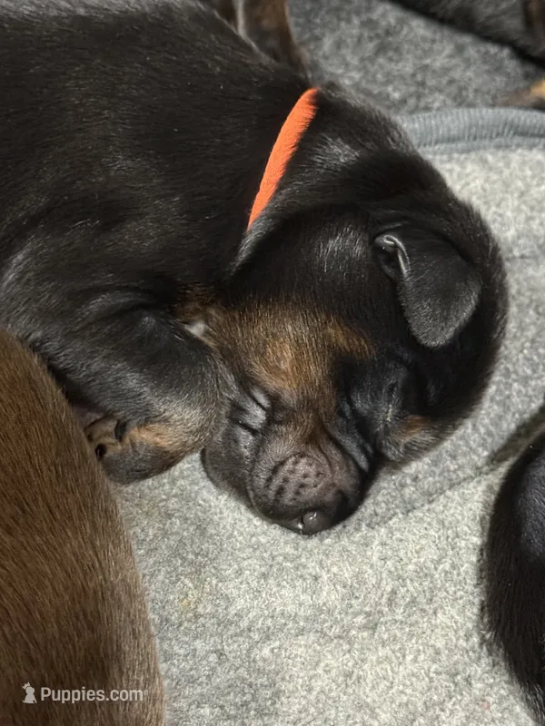 Finn (orange collar) AKC – Doberman Pinscher puppy for sale in Redfield, AR