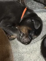 Finn (orange collar) AKC, a male Doberman Pinscher for sale in Redfield, AR – 1 of 6