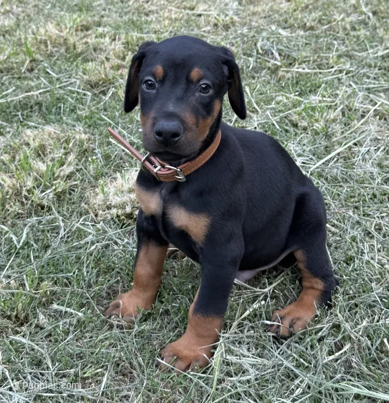 AKC Han (brown collar)  – Doberman Pinscher puppy for sale in Redfield, AR