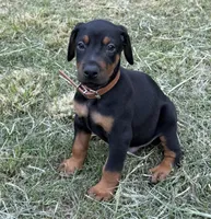 AKC Han (brown collar) , a male Doberman Pinscher for sale in Redfield, AR – 1 of 8