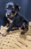 AKC Han (brown collar) , a male Doberman Pinscher for sale in Redfield, AR – 8 of 8
