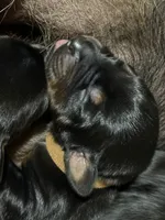 Han (brown collar) AKC, a male Doberman Pinscher for sale in Redfield, AR – 2 of 15