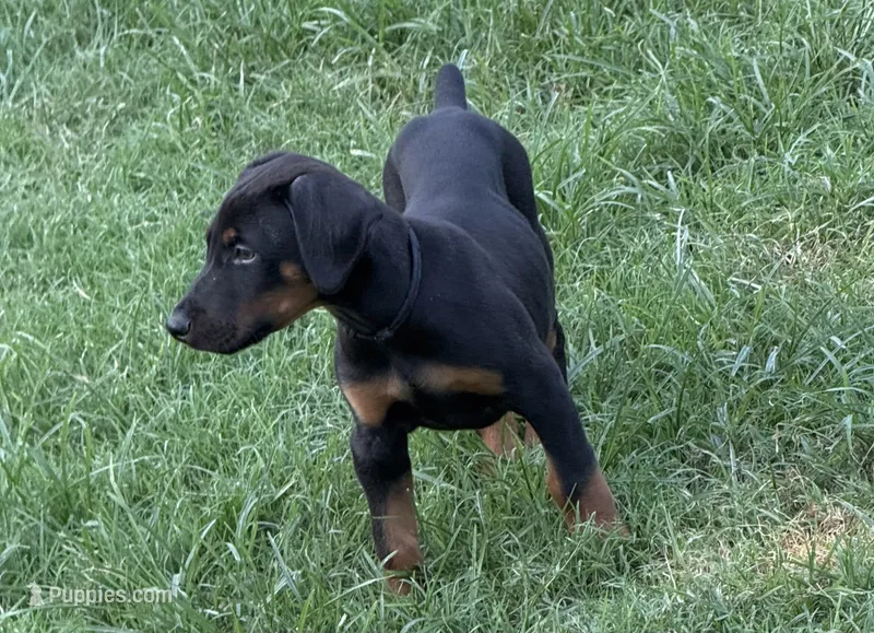 AKC Maul (Black collar) – Doberman Pinscher puppy for sale in Redfield, AR