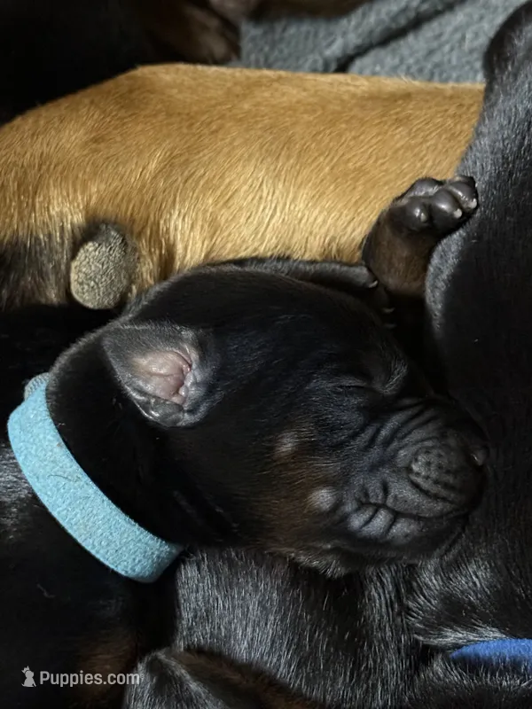 Luke (bright blue collar) – Doberman Pinscher puppy for sale in Redfield, AR