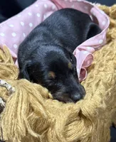 AKC Cara (white collar) , a female Doberman Pinscher for sale in Redfield, AR – 4 of 9