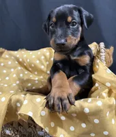 AKC Maul (Black collar), a male Doberman Pinscher for sale in Redfield, AR – 10 of 10