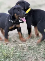 AKC Maul (Black collar), a male Doberman Pinscher for sale in Redfield, AR – 2 of 10