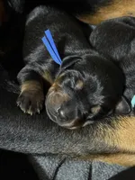 Jango (blue collar) AKC, a male Doberman Pinscher for sale in Redfield, AR – 5 of 12