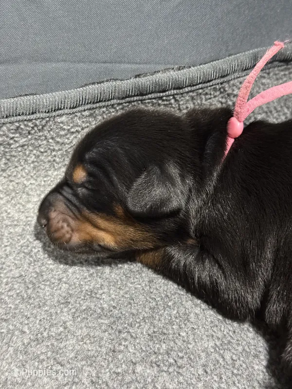   Rose (pink collar) AKC – Doberman Pinscher puppy for sale in Redfield, AR
