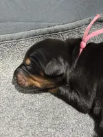 Rose (pink collar) AKC, a female Doberman Pinscher for sale in Redfield, AR – 12 of 14