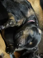 Rose (pink collar) AKC, a female Doberman Pinscher for sale in Redfield, AR – 8 of 14