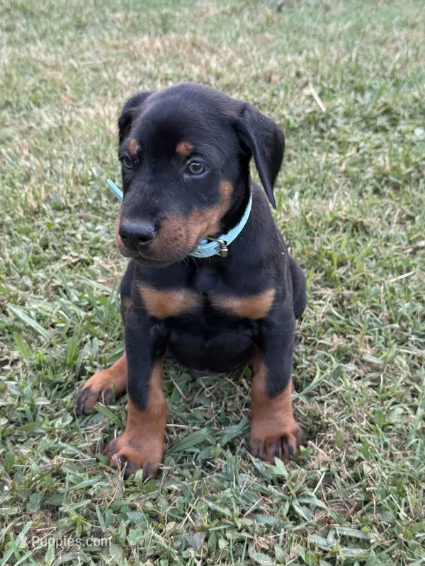 AKC Luke (baby blue collar)  – Doberman Pinscher puppy for sale in Redfield, AR