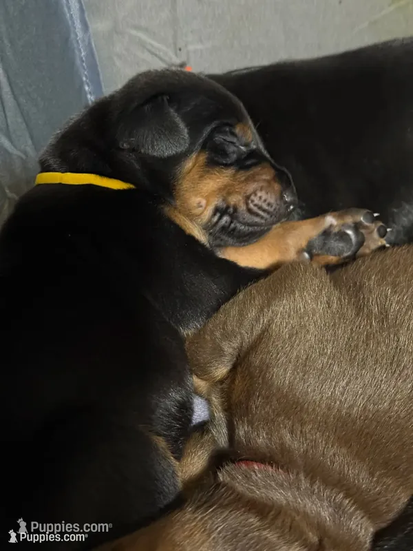 Poe (yellow collar) AKC – Doberman Pinscher puppy for sale in Redfield, AR