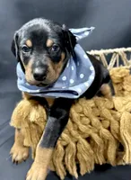 AKC Jango (blue collar), a male Doberman Pinscher for sale in Redfield, AR – 5 of 8