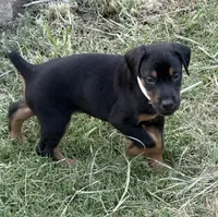 AKC Cara (white collar) , a female Doberman Pinscher for sale in Redfield, AR – 4 of 9