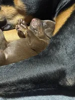 Boba (red collar) AKC, a male Doberman Pinscher for sale in Redfield, AR – 6 of 15