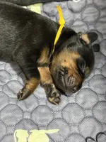 Poe (yellow collar) AKC, a male Doberman Pinscher for sale in Redfield, AR – 10 of 11
