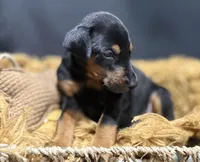 AKC Maul (Black collar), a male Doberman Pinscher for sale in Redfield, AR – 5 of 10