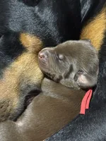 Boba (red collar) AKC, a male Doberman Pinscher for sale in Redfield, AR – 5 of 15
