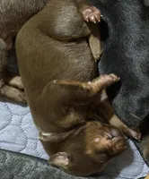 Padme (green collar) AKC, a female Doberman Pinscher for sale in Redfield, AR – 5 of 9