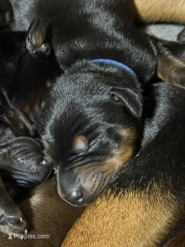 Jango (Dark blue collar) – Doberman Pinscher puppy for sale in Redfield, AR