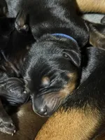 Jango (blue collar) AKC, a male Doberman Pinscher for sale in Redfield, AR – 1 of 12