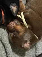 Padme (green collar) AKC, a female Doberman Pinscher for sale in Redfield, AR – 2 of 9