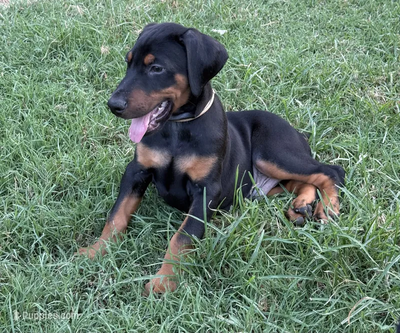 AKC Han (brown collar)  – Doberman Pinscher puppy for sale in Redfield, AR