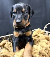 AKC Han (brown collar) , a male Doberman Pinscher for sale in Redfield, AR – 5 of 8