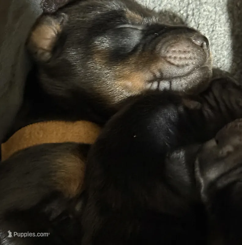 Han (Brown collar) – Doberman Pinscher puppy for sale in Redfield, AR